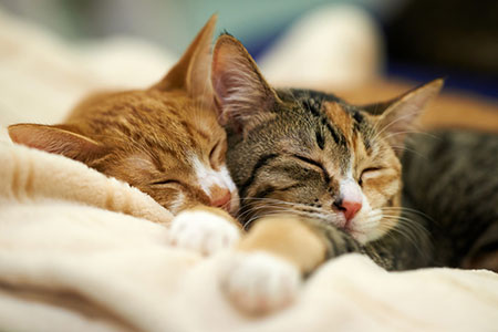 论坛邀请码-安卿辰博客